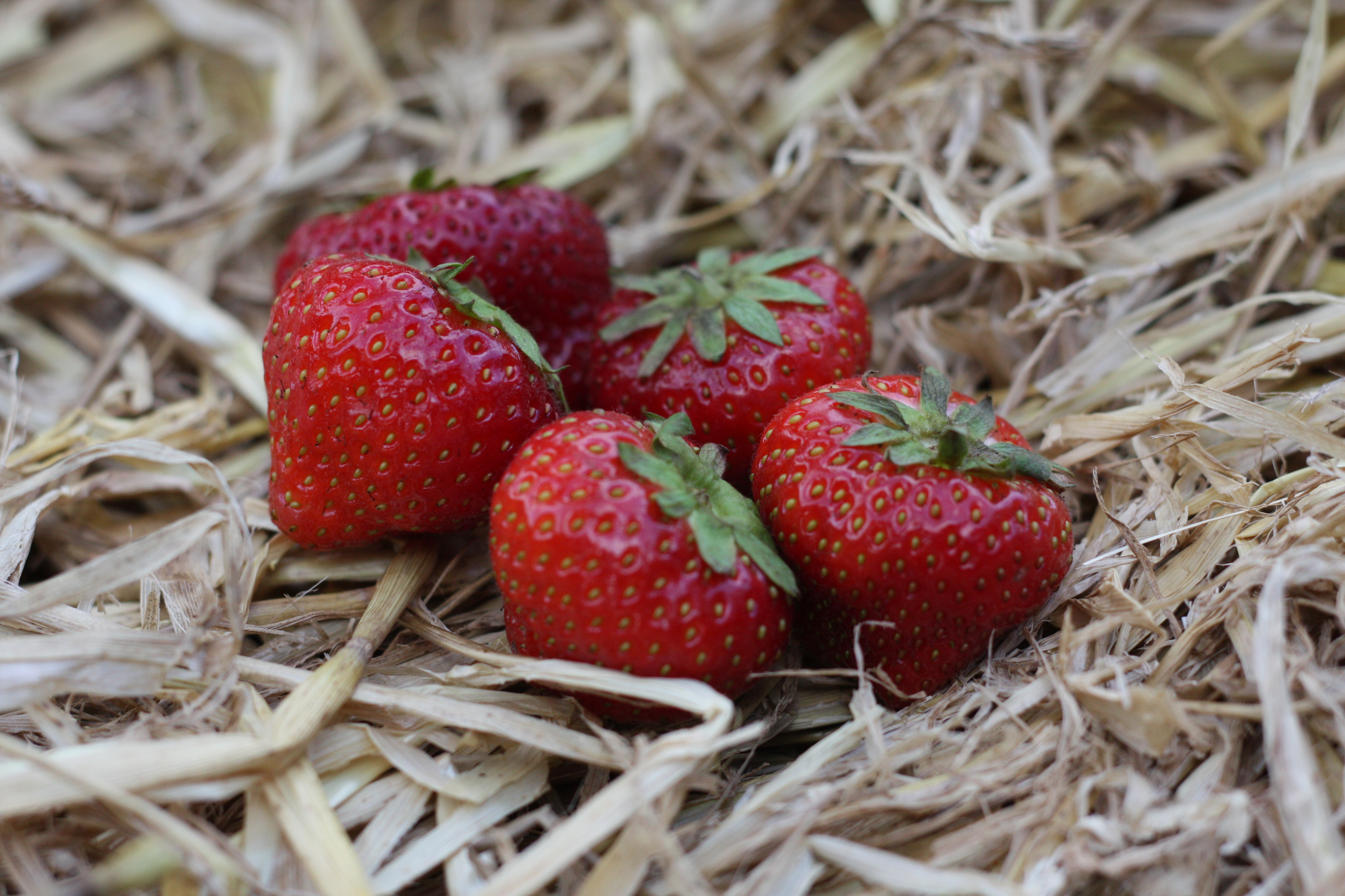 Photo 33_Strawberries