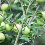 Photo 37_Apple tree