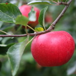 Photo 38_Red apple